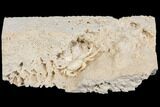 Fossil Crab (Potamon) Preserved in Travertine - Turkey #145050-2